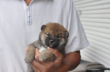 柴犬(標準サイズ)【滋賀県・女の子・2021年9月3日・濃い赤】の写真「元気な濃い赤の女の子です」