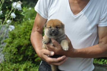 柴犬(標準サイズ)【滋賀県・男の子・2019年6月23日・きれいな濃い赤】の写真「おっとりした男の子」