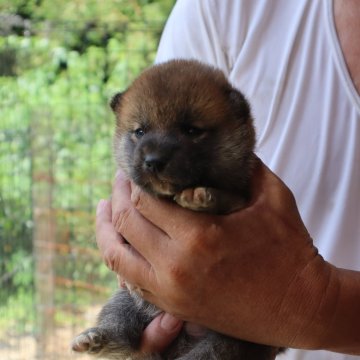 柴犬(標準サイズ)【滋賀県・男の子・2023年7月15日・濃い赤】の写真「元気な濃い赤の男の子です」