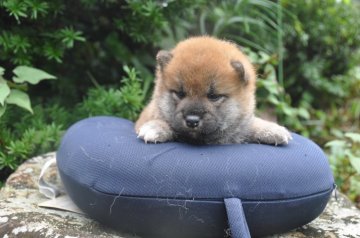 柴犬(標準サイズ)【滋賀県・女の子・2021年7月17日・きれいな赤】の写真「きれいな赤の元気な女の子です。」