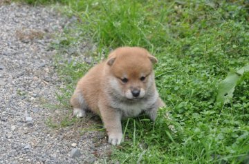 柴犬(豆柴)【滋賀県・男の子・2021年9月24日・きれいな赤】の写真「元気な赤豆柴の男の子です。」