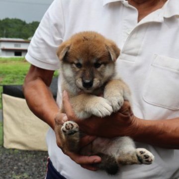 柴犬(標準サイズ)【滋賀県・男の子・2023年7月21日・赤】の写真「きれいな赤の元気な男の子です。」