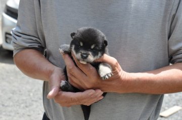 柴犬(標準サイズ)【滋賀県・女の子・2020年4月4日・黒】の写真「可愛いすこし小ぶりな子です」