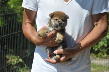 柴犬(標準サイズ)【滋賀県・男の子・2019年6月30日・赤】の写真「ちょっとおっとりな　男の子です」