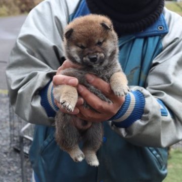 柴犬(豆柴)【滋賀県・男の子・2023年2月10日・濃い赤】の写真「元気な濃い赤の豆柴サイズの男の子です」