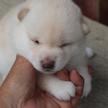 柴犬(豆柴)【滋賀県・男の子・2024年6月23日・白 真っ白ではありません  淡赤】の写真「白に近い淡赤の　豆柴の男の子です。」