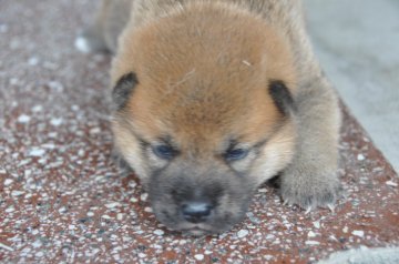 柴犬(豆柴)【滋賀県・男の子・2020年7月20日・濃い赤】の写真「元気な赤豆柴の男の子です。」