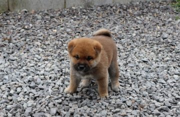 柴犬(標準サイズ)【滋賀県・男の子・2022年2月25日・きれいな赤】の写真「きれいな赤の元気な男の子です。」