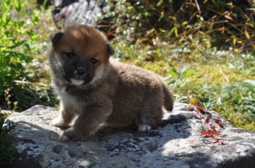 柴犬(標準サイズ)【滋賀県・男の子・2020年9月26日・濃い赤】の写真「兄弟でややおちびさんです」