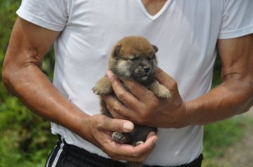 柴犬(標準サイズ)【滋賀県・男の子・2019年6月29日・濃い赤】の写真「小ぶりな　おっとりさんの男の子です」