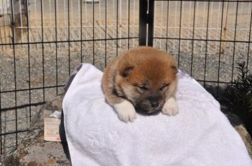 柴犬(標準サイズ)【滋賀県・女の子・2021年1月22日・きれいな赤】の写真「きれいな赤の女の子です。ソックスはいてます」