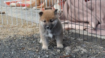 柴犬(標準サイズ)【滋賀県・男の子・2021年1月1日・濃い赤】の写真「元気な濃い赤の男の子です」