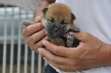 柴犬(標準サイズ)【滋賀県・男の子・2020年8月7日・濃い赤】の写真「元気な濃い赤の男の子です」