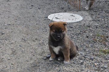 柴犬(標準サイズ)【滋賀県・女の子・2020年9月13日・濃い赤 胡麻】の写真「かわいい元気な女の子です。」