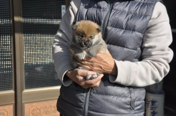 柴犬(豆柴)【滋賀県・女の子・2019年11月3日・濃い赤】の写真「可愛いきれいな女の子です」