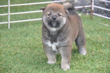 柴犬(標準サイズ)【滋賀県・男の子・2021年8月1日・濃い赤】の写真「元気な濃い赤の男の子です」