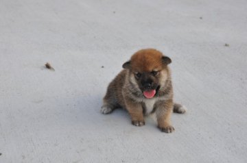 柴犬(標準サイズ)【滋賀県・男の子・2020年7月24日・濃い赤】の写真「元気な濃い赤の男の子です」