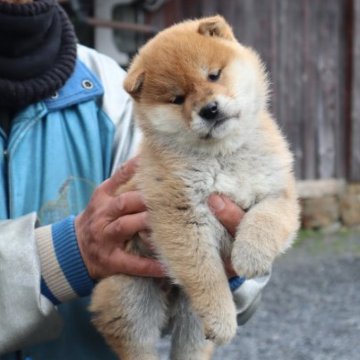 柴犬(豆柴)【滋賀県・男の子・2023年1月27日・赤】の写真「元気な赤豆柴の男の子です。」