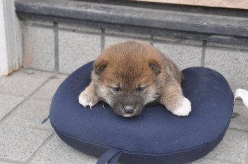 柴犬(標準サイズ)【滋賀県・女の子・2021年4月30日・濃い赤】の写真「元気な濃い赤の女の子です」