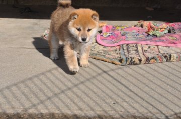 柴犬(豆柴)【滋賀県・女の子・2019年11月25日・赤】の写真「可愛い美人さんです」