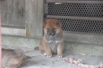 柴犬(標準サイズ)【滋賀県・男の子・2019年6月23日・濃い赤】の写真「元気いっぱいの男の子です」