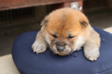 柴犬(標準サイズ)【滋賀県・男の子・2022年4月9日・赤】の写真「元気な赤の男の子です」