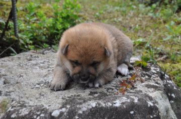 柴犬(標準サイズ)【滋賀県・男の子・2020年9月12日・きれいな赤】の写真「ちょっと　ポチャリな男の子です」