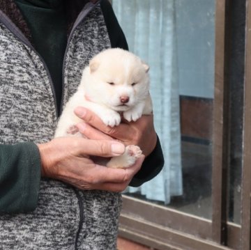 柴犬(豆柴)【滋賀県・女の子・2023年12月17日・白 真っ白ではありません  淡赤】の写真「淡赤の可愛い女の子です。」