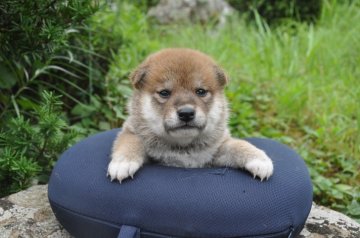 柴犬(標準サイズ)【滋賀県・女の子・2021年7月4日・きれいな赤】の写真「きれいな赤の元気な女の子です。」