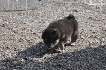 柴犬(豆柴)【滋賀県・男の子・2020年1月3日・黒】の写真「元気な黒豆柴の男の子です」