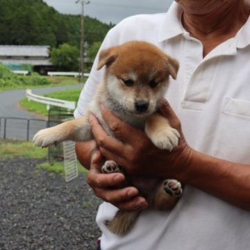 柴犬(標準サイズ)【滋賀県・女の子・2023年7月21日・赤】の写真「きれいな赤の元気な女の子です。」