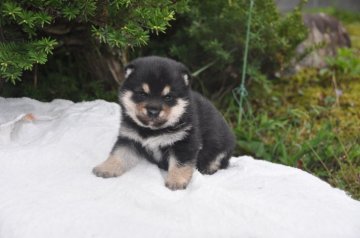 柴犬(豆柴)【滋賀県・男の子・2021年3月5日・黒】の写真「元気な黒豆柴の男の子です」