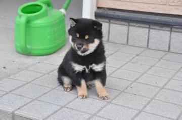 柴犬(豆柴)【滋賀県・男の子・2020年9月19日・黒】の写真「可愛い黒豆柴の男の子です」