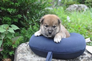 柴犬(標準サイズ)【滋賀県・男の子・2021年7月4日・濃い赤】の写真「元気な濃い赤の男の子です」