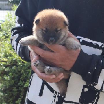 柴犬(標準サイズ)【滋賀県・男の子・2022年10月21日・濃い赤】の写真「元気な濃い赤の男の子です」