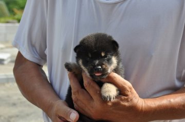 柴犬(豆柴)【滋賀県・男の子・2020年7月12日・黒】の写真「元気な黒豆柴です」