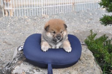 柴犬(標準サイズ)【滋賀県・女の子・2020年10月30日・濃い赤】の写真「元気な濃い赤の女の子です」