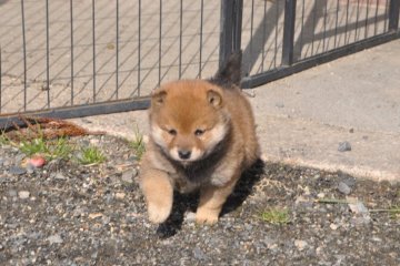 柴犬(豆柴)【滋賀県・男の子・2021年12月9日・きれいな赤】の写真「元気な赤豆柴の男の子です。」