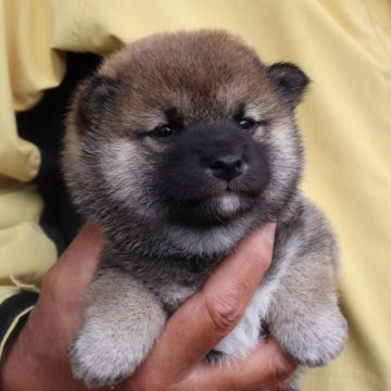 柴犬(豆柴)【滋賀県・女の子・2024年4月17日・濃い赤】の写真「元気な赤豆柴の女の子です。」