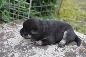 柴犬(豆柴)【滋賀県・女の子・2019年6月8日・黒】の写真「きれいな黒柴」