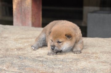 柴犬(標準サイズ)【滋賀県・女の子・2020年4月17日・きれいな赤】の写真「可愛いきれいな女の子です」