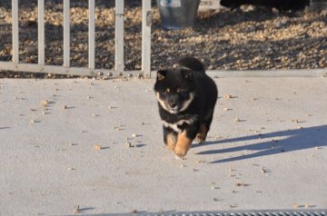 柴犬(豆柴)【滋賀県・男の子・2020年10月26日・黒】の写真「元気な黒豆柴です」