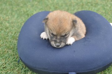 柴犬(豆柴)【滋賀県・女の子・2021年8月20日・赤】の写真「元気な赤豆柴の女の子です。」