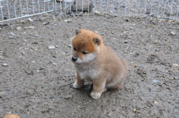 柴犬(標準サイズ)【滋賀県・男の子・2020年1月17日・赤】の写真「きれいな赤の元気な男の子です。」