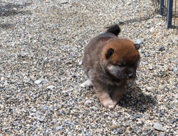 柴犬(標準サイズ)【滋賀県・女の子・2022年3月19日・濃い赤】の写真「元気な濃い赤の女の子です」