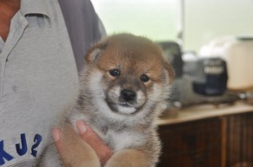 柴犬(標準サイズ)【滋賀県・男の子・2021年7月3日・濃い赤】の写真「元気な濃い赤の男の子です」