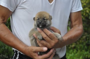 柴犬(標準サイズ)【滋賀県・男の子・2019年6月29日・濃い赤】の写真「小ぶりな元気くんです」