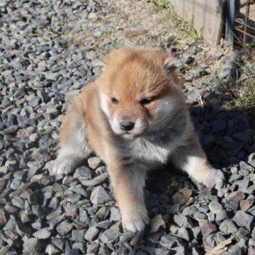 柴犬(標準サイズ)【滋賀県・女の子・2023年10月19日・赤】の写真「きれいな赤の元気な女の子です。」