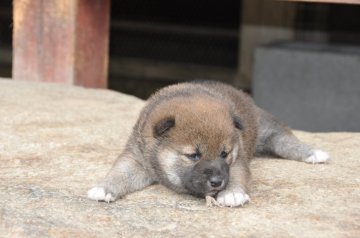 柴犬(標準サイズ)【滋賀県・女の子・2020年4月17日・濃い赤】の写真「濃い赤の　元気な女の子です。」