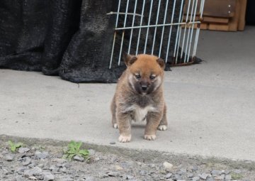 柴犬(標準サイズ)【滋賀県・女の子・2022年4月2日・濃い赤】の写真「元気な濃い赤の女の子です」